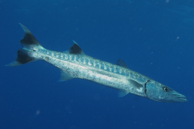 Sphyranea Barracuda